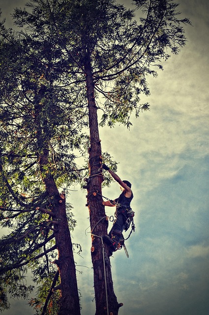 tree removal benefit