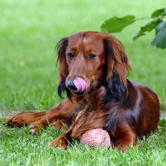 Long haired dachshund with silky brown coat sitting in a garden