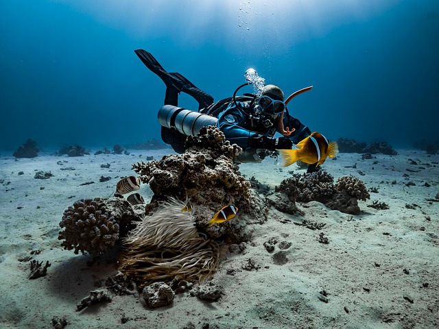 Marine conservationists transplanting coral fragments to restore Florida’s damaged reef tract.