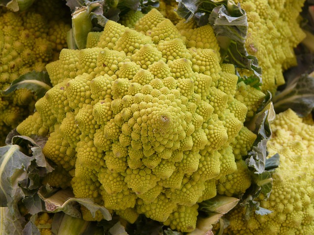 Close-up of Romanesco vegetable showing its unique fractal pattern