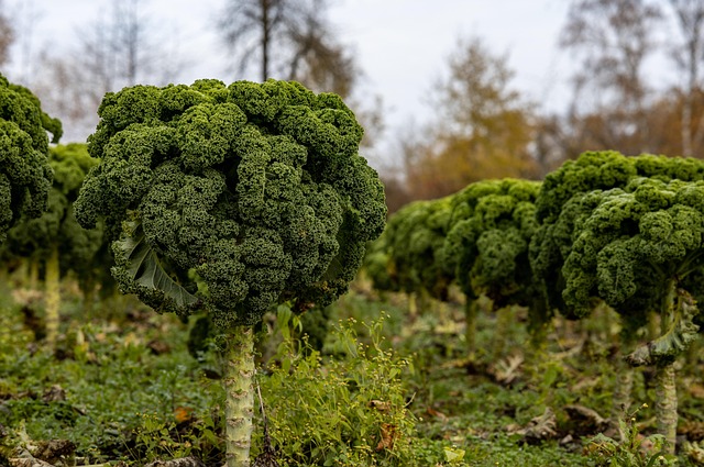 Rows of curly kale in a morning garden covered in fresh dew
