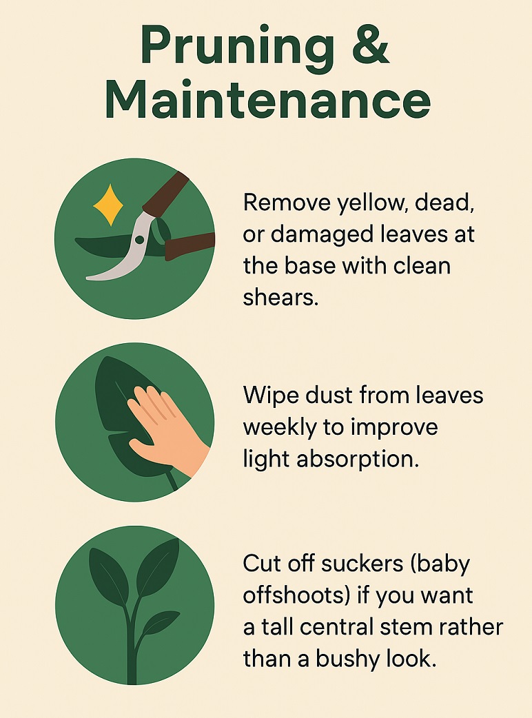 Pruning & Maintenance
