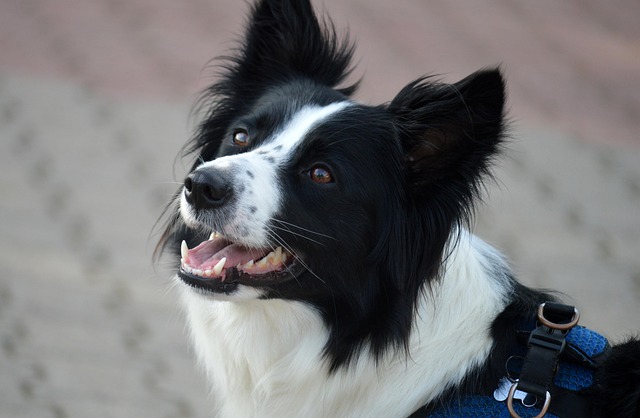 Why Your Dog Needs the Immune-Boosting Power of Mushrooms