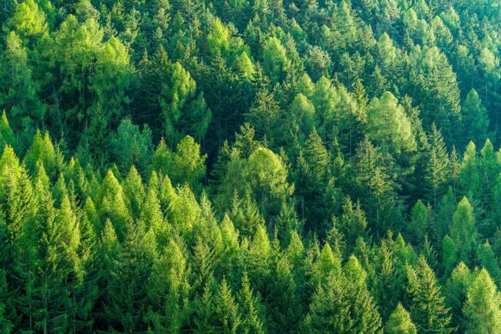 Forestry