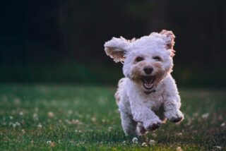 How Dogs Can Help You Live Greener