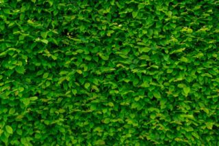 Vertical Green Walls vs. Horizontal Ground Covers: Which is Better for Climate-Responsive Landscaping?