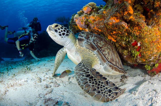 Key West’s Ocean Ecosystem: Conservation, Coral Reefs, and Responsible Travel