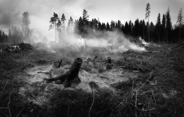 Mines Spung Wildfire 2025: How a Firestorm Reshaped the Pine Barrens