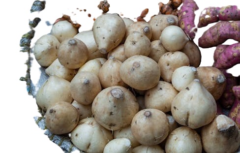 Jicama