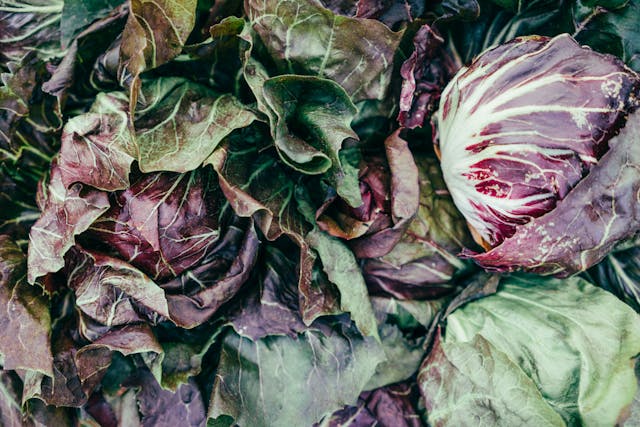 Radicchio