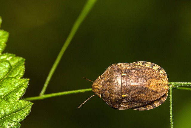 stink-bug Appearance