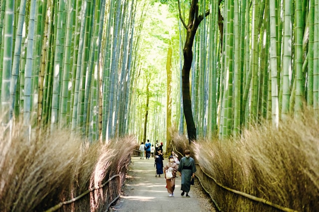 Things to Do in Kyoto – Arashiyama Bamboo Grove in morning light