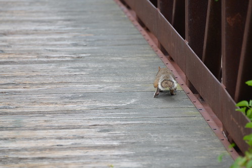 wild life crossing bridge
