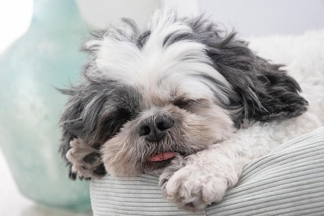 Puppy snoring while asleep – is it normal for puppies to snore
