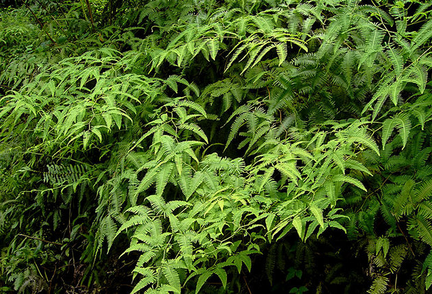 Rainforest