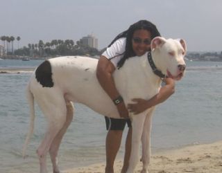 Titan Dog Viral Hoax: Real Pet or Just AI Illusion? Titan and Diana Taylor