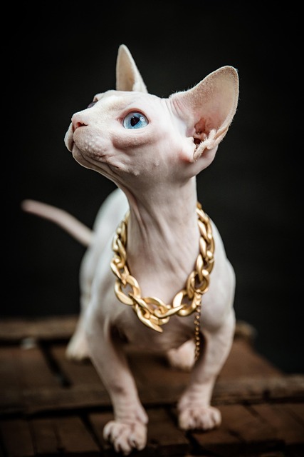 Bambino Cat