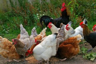 Chicken Feed Additive: Health Risk
