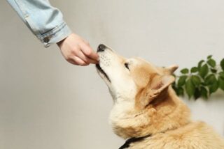 Everyday Uses for CBD Peanut Butter Bars With Active Dogs