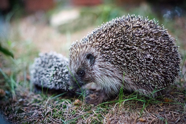 15 Baby Hedgehog Facts You Didn’t Know