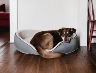 What Vets Want You to Know About Dog Beds and Hygiene