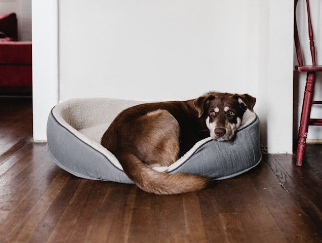 What Vets Want You to Know About Dog Beds and Hygiene