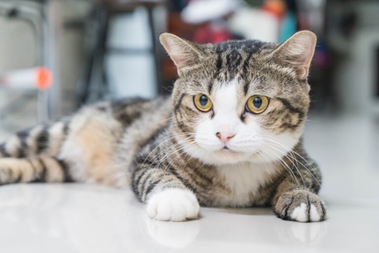 Munchkin Cat
