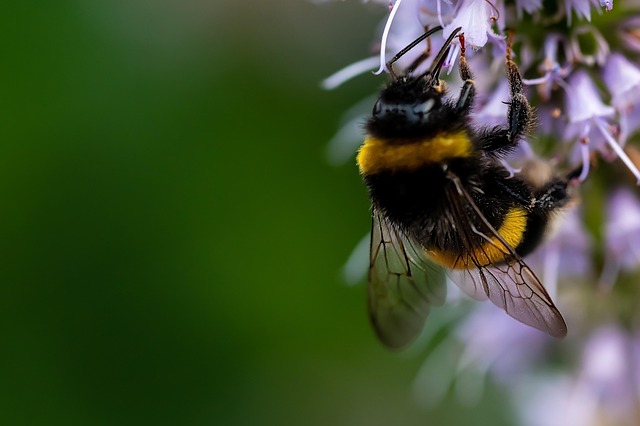bees indispensable partners in agriculture