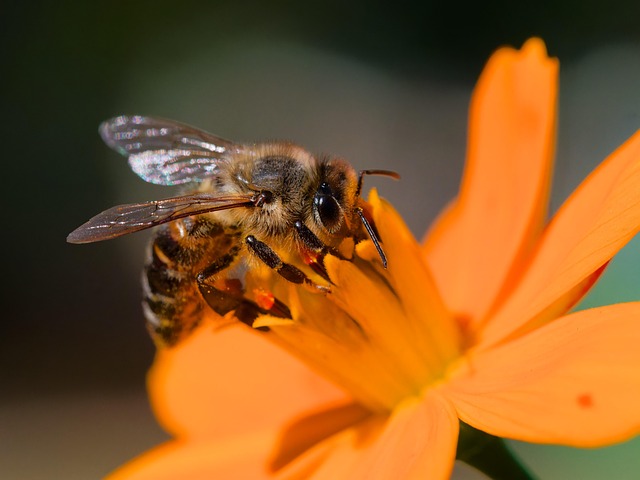Pollination for Specific Varieties
