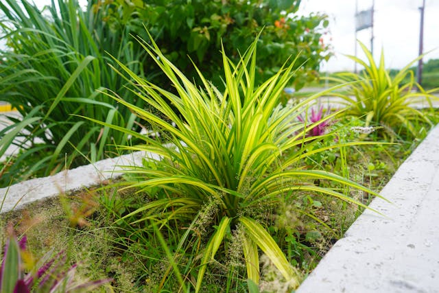 Native plants