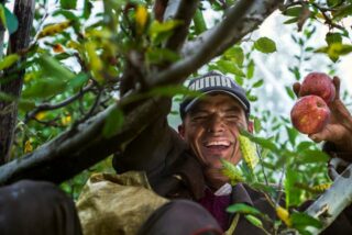 6 Reasons to Make Pollen Services Part of Your Orchard’s Yield Optimization Strategy