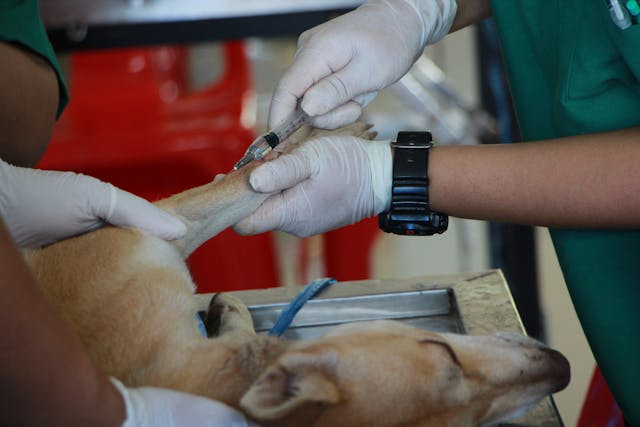 When to Visit an Emergency Vet Clinic in Huntersville