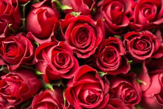 What Makes Get Well Soon Roses a Comforting Gift During Illness