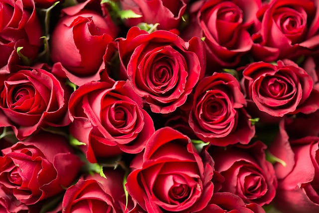 What Makes Get Well Soon Roses a Comforting Gift During Illness
