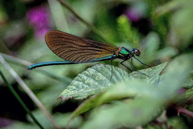 wildlife