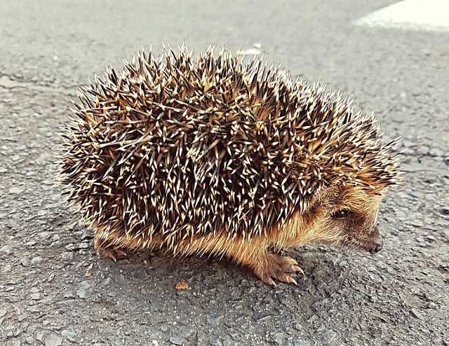 Spotting Sick Baby Hedgehogs