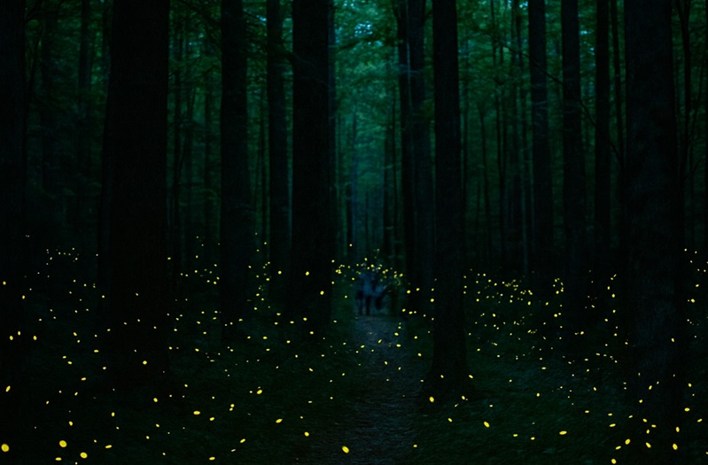 Synchronous fireflies glowing in a dark Smoky Mountain forest at twilight, with yellow light trails illuminating a woodland path beneath tall trees.