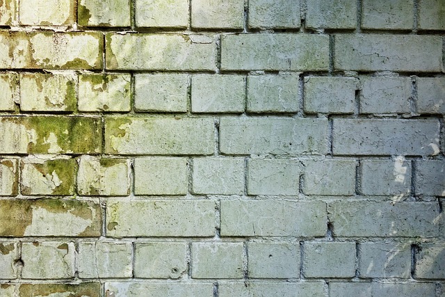 When Mold Decides to Move Into Your Home