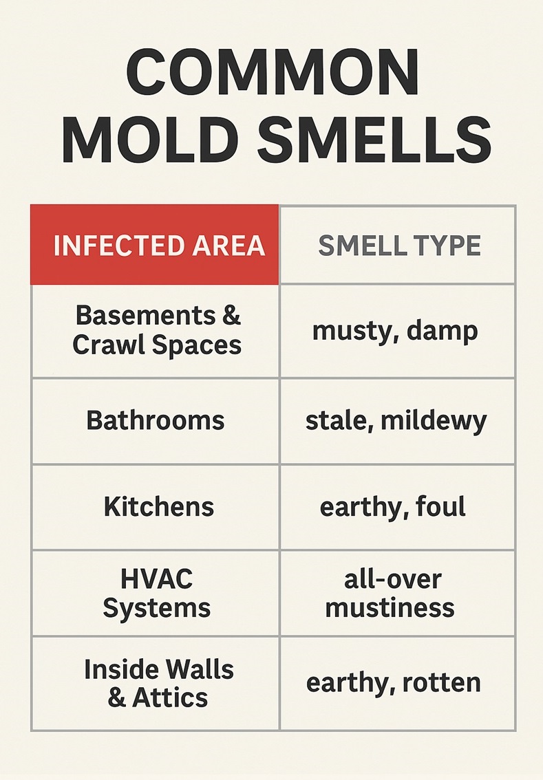 Common Mold Smells’ showing different household areas with icons and their associated odors. A house icon represents basements and crawl spaces with the label ‘musty, damp.’ A refrigerator icon represents bathrooms with the label ‘stale, mildewy.’ A stove/vent icon represents kitchens with the label ‘all-over mustiness.’ An attic/roof icon represents inside walls and attics with the label ‘earthy, rotten.