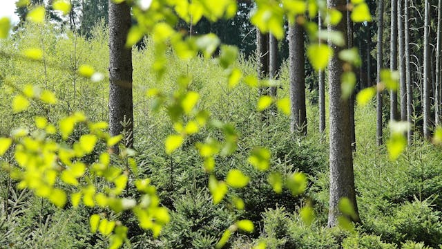 The Environmental Impact of Mold and Moisture in Homes