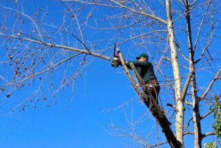 The Art of Tree Trimming: How Skilled Care Nurtures Urban Ecosystems