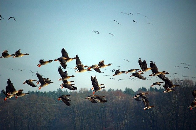 Impacts on Wildlife Groups