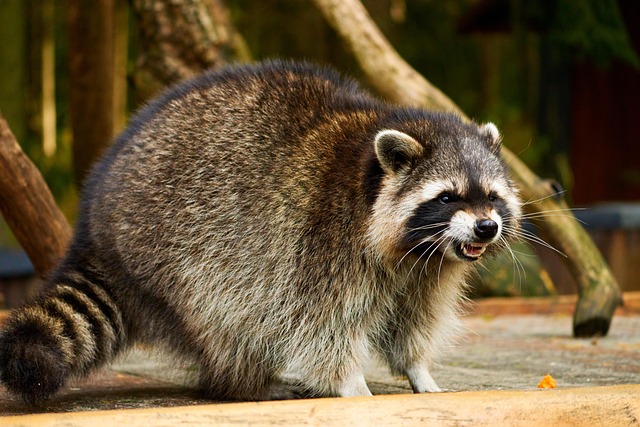 Aggressive raccoon showing sharp teeth and open mouth as a defensive warning