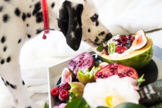 Can Dogs Eat Avocado? What Every Pet Parent Needs to Know