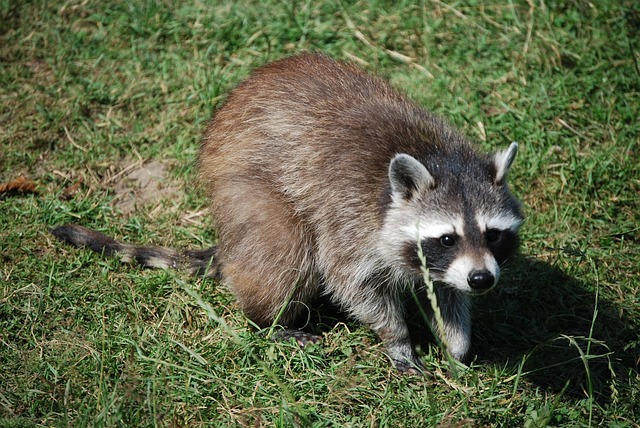 Defensive raccoon with raised fur and arched back showing territorial behavior.