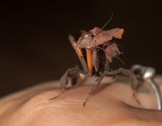 Where Does the Ghost Mantis Live? Exploring Its African & Madagascar Habitat