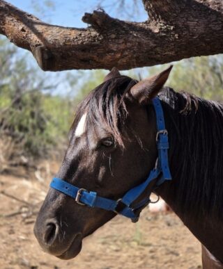 Horse Virus Outbreak Across Multiple States: Inside the 2025 EHV-1 Spread and What Owners Must Do