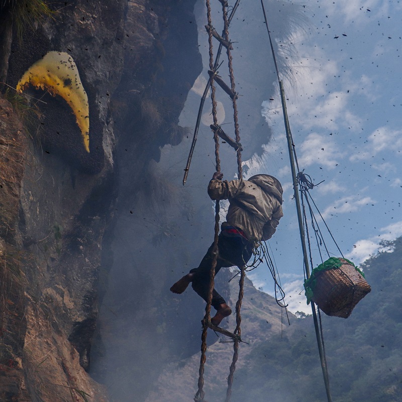 Nepali honey hunter using smoke while collecting wild Himalayan honey from Apis laboriosa colonies.