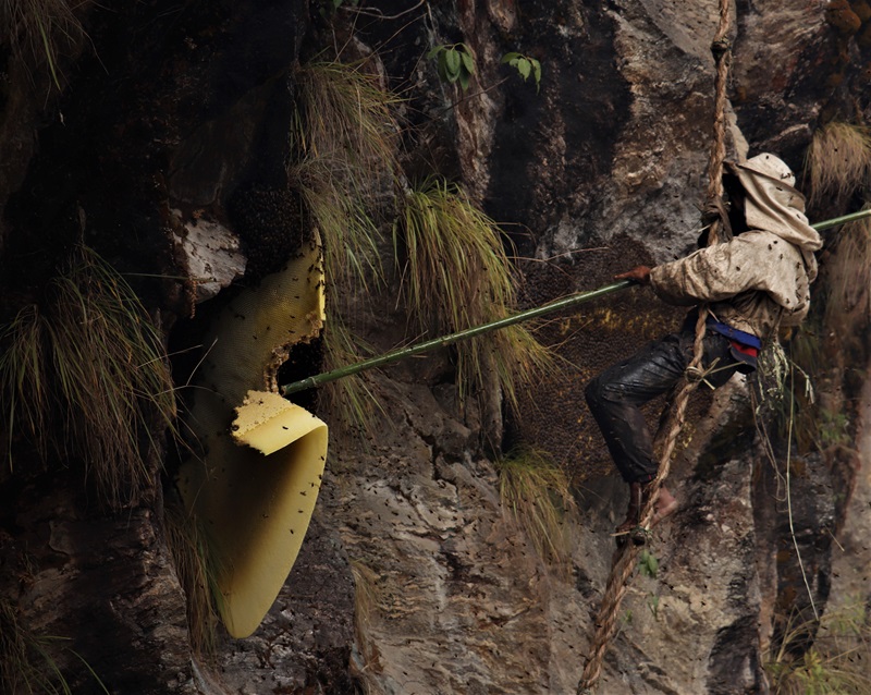 Traditional honey hunter collecting wild honey from multiple Apis laboriosa hives on Himalayan cliffs.