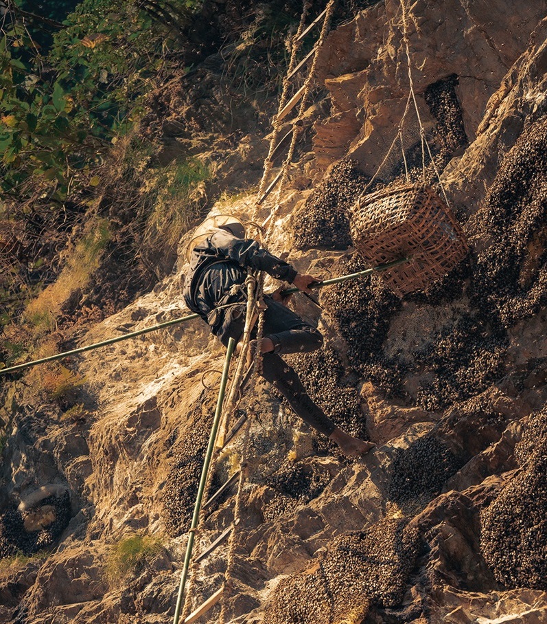 Traditional Gurung honey hunter collecting Himalayan giant bee honey from cliff hives in Nepal.